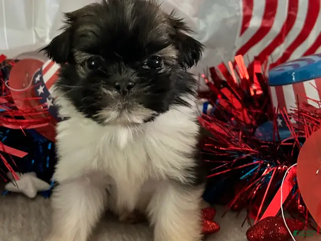 Shih Tzu dogs Creed - Ad 2
