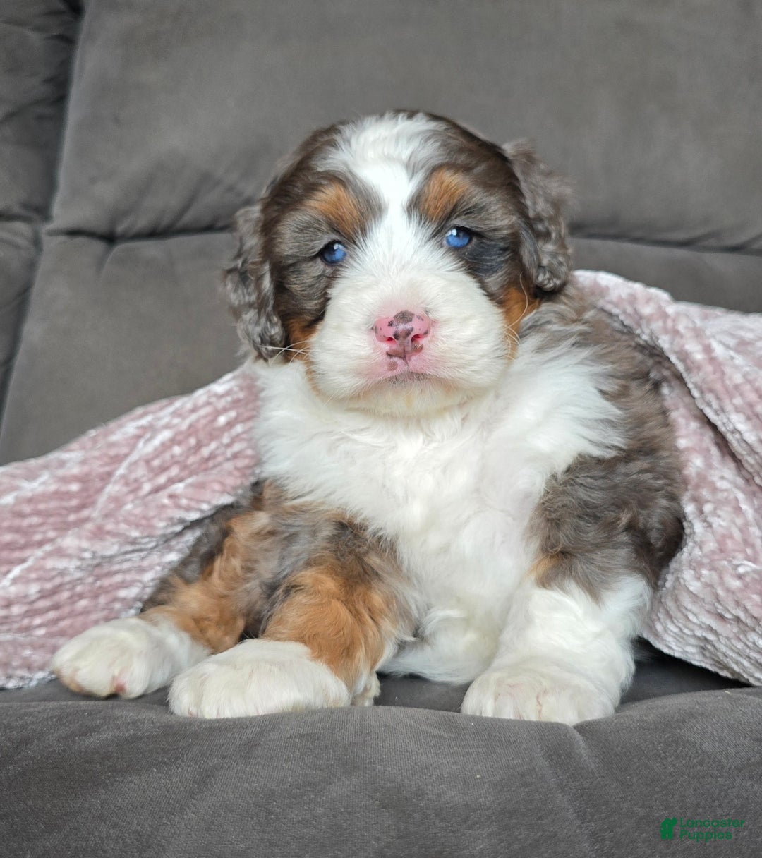 Mini Bernedoodle dogs for sale: Mini Bentley - Ad 4