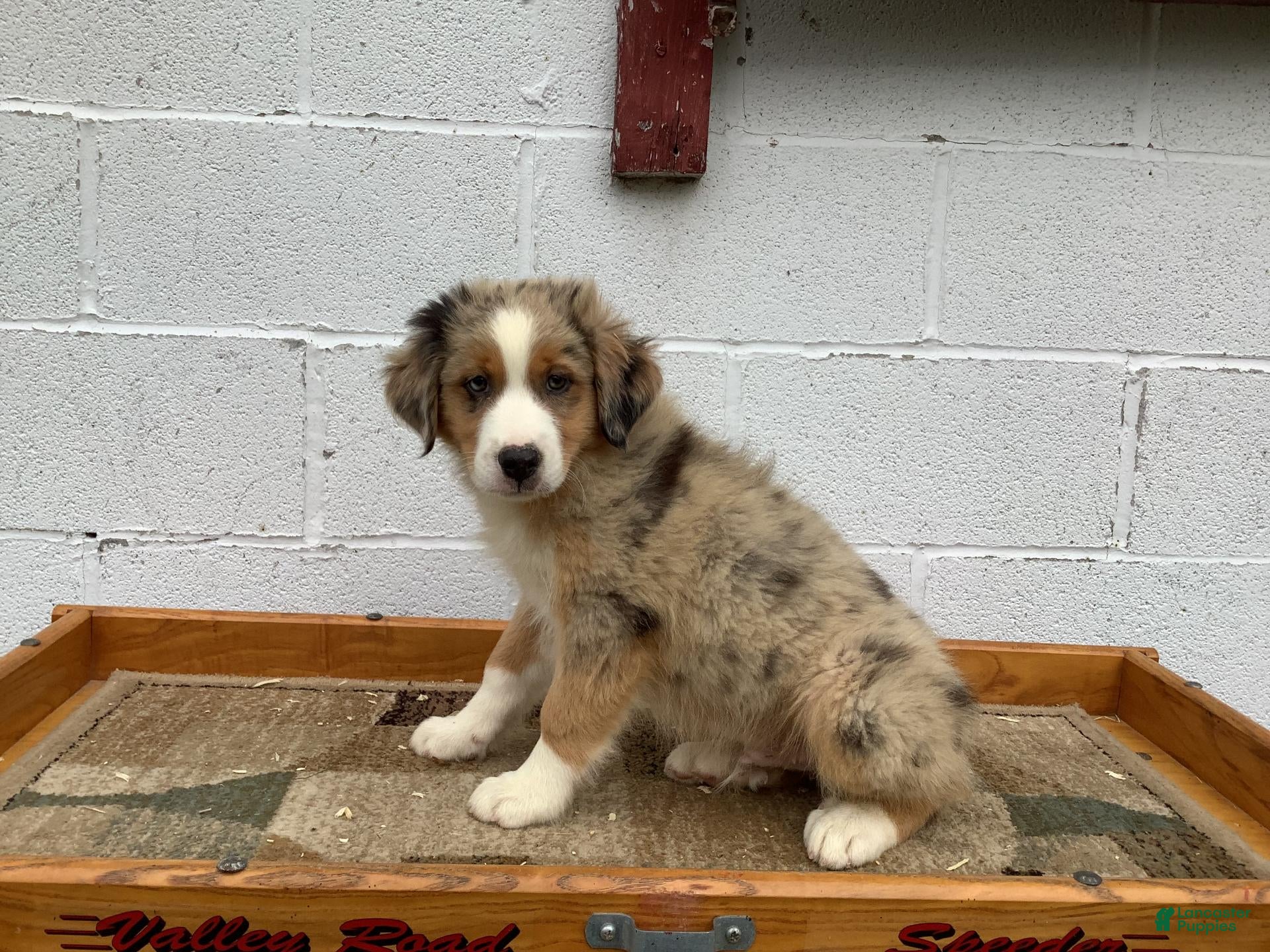 Australian Shepherd dogs Bobby - Ad 2