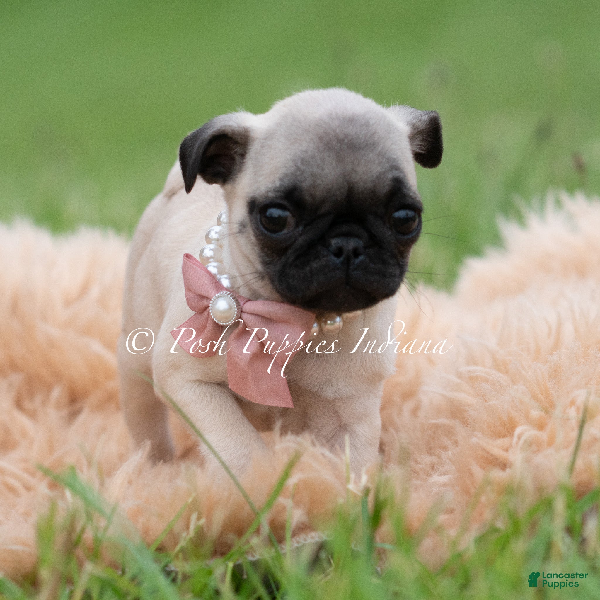 Pug dogs for sale: Love Bug - Ad 2