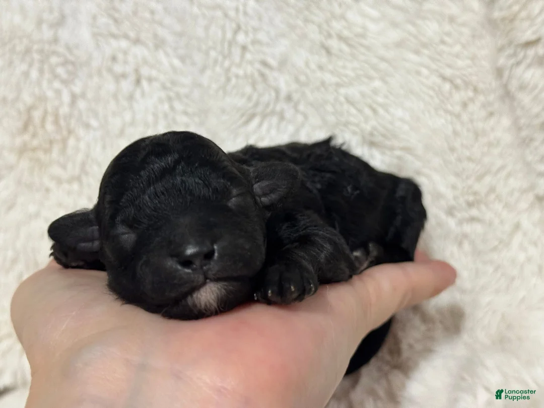 Toy Poodle dogs for sale: Muffin - Ad 5