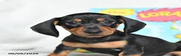 Miniature Dachshund dogs for sale: Lorax - Ad 3