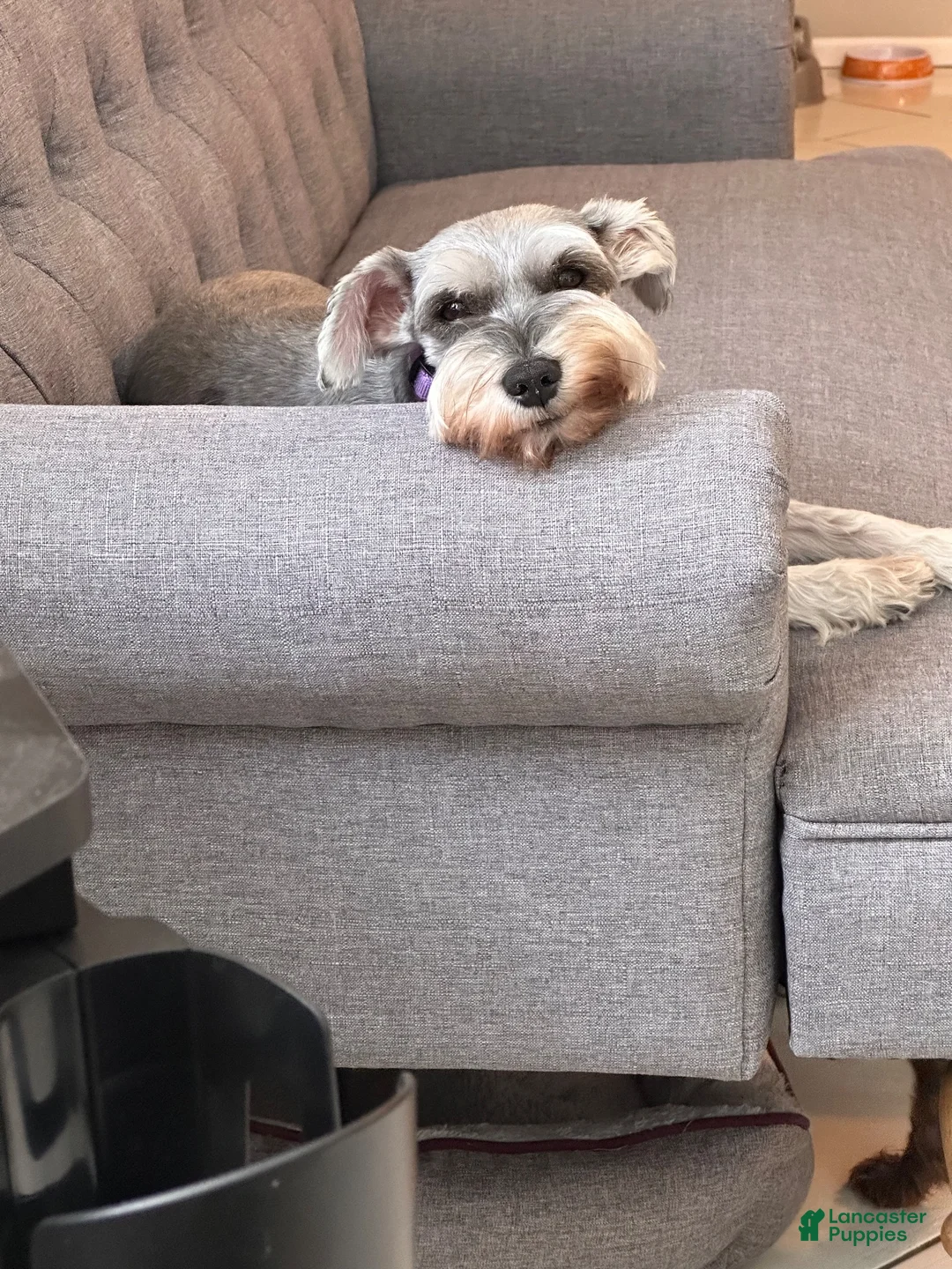 Miniature Schnauzer dogs for sale: Miniature Schnauzer 1 - Ad 6