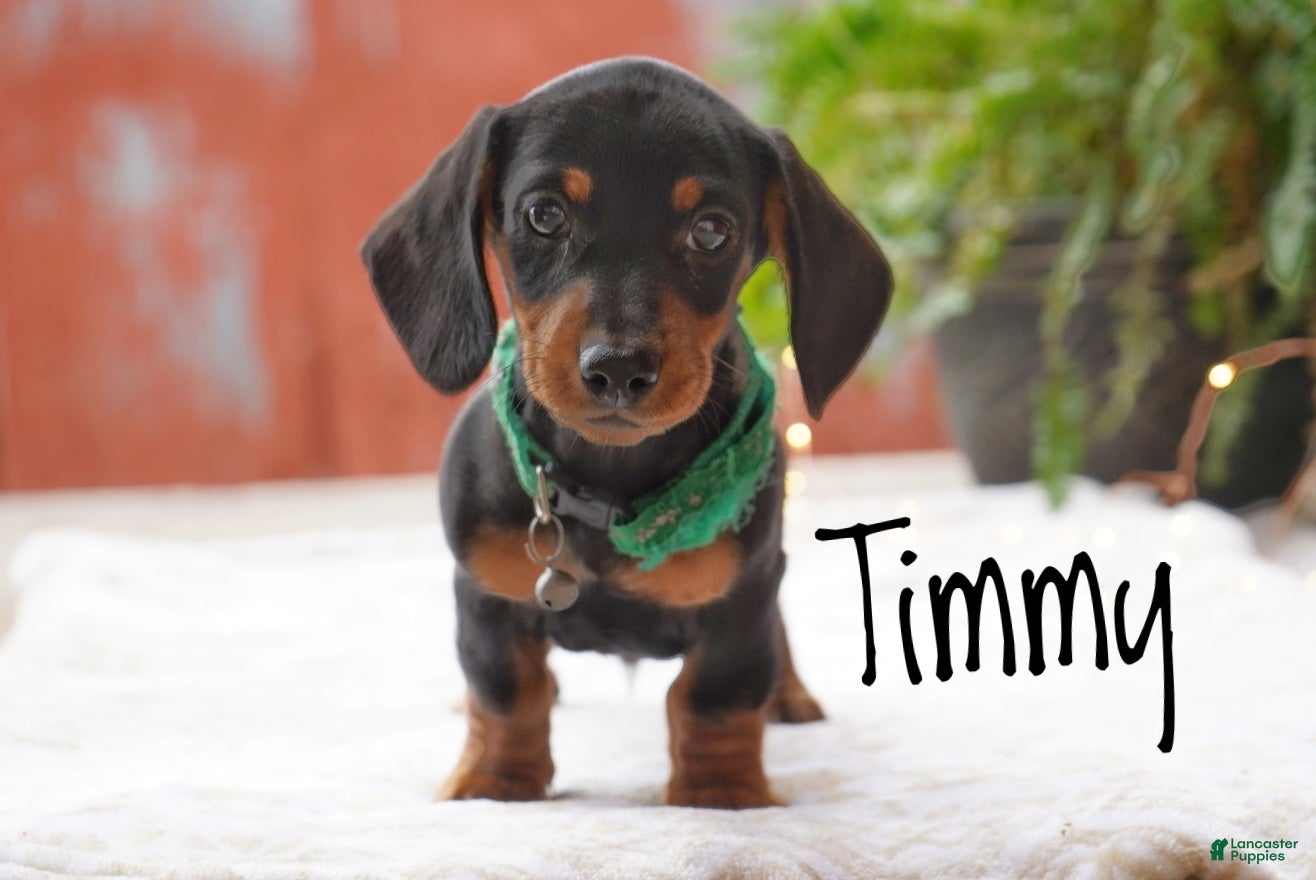 Miniature Dachshund dogs for sale: Timmy - Ad 2