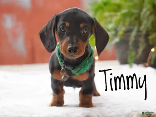 Miniature Dachshund dogs for sale: Timmy - Ad 2
