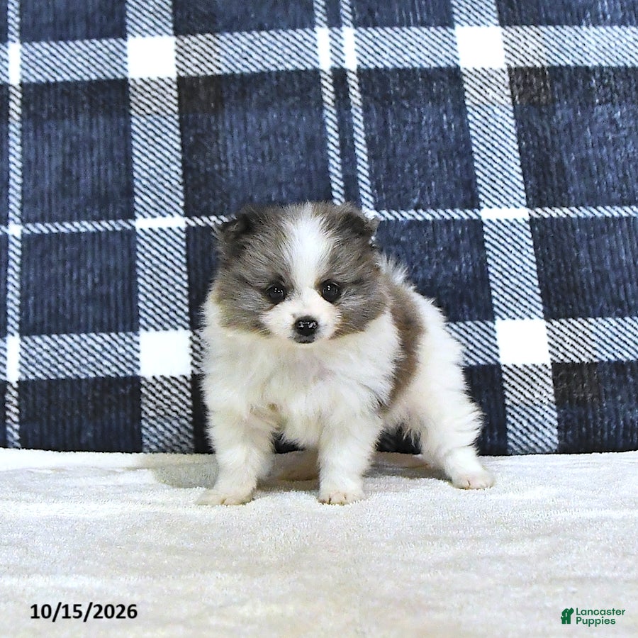 Pomeranian dogs Jasper - Ad 2