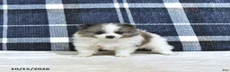 Pomeranian dogs for sale: Jasper - Ad 2