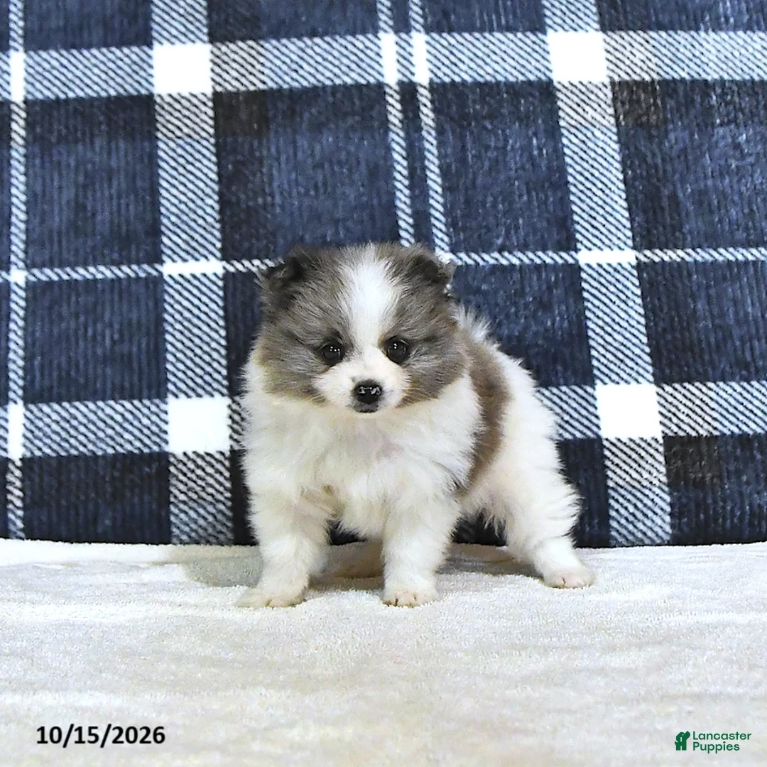 Pomeranian dogs for sale: Jasper - Ad 2