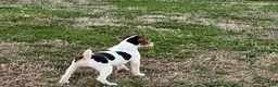 Jack Russell Terrier dogs for sale: Jack Russell Terrier Boy 1 - Ad 5