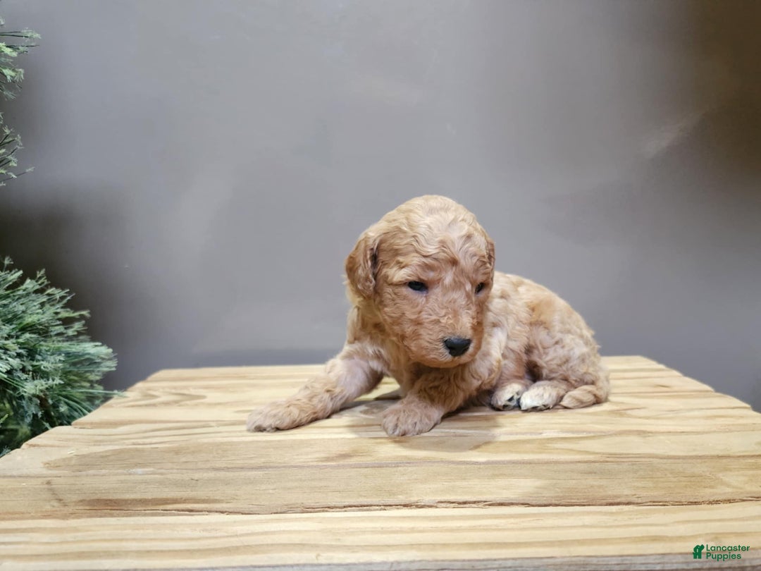 Mini Goldendoodle dogs for sale: Indy - Ad 2