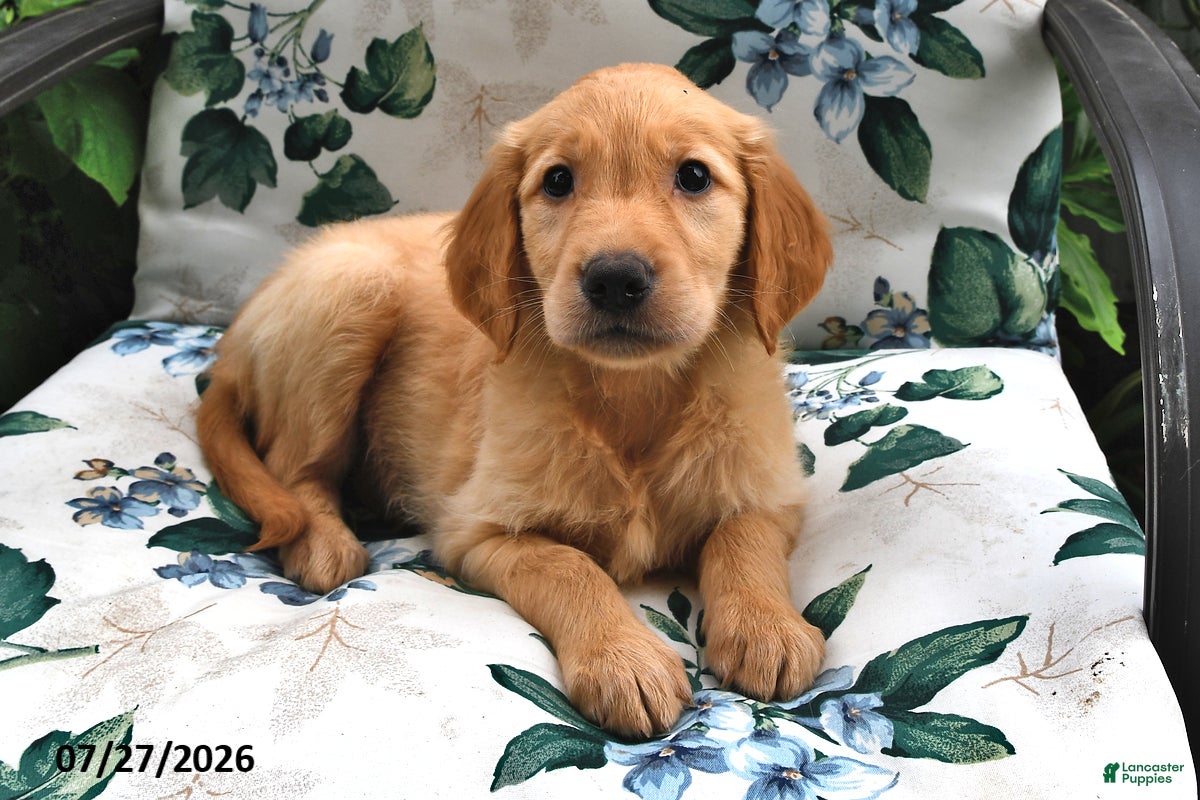 Golden Retriever dogs Alex - Ad 2