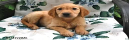 Golden Retriever dogs for sale: Alex - Ad 2
