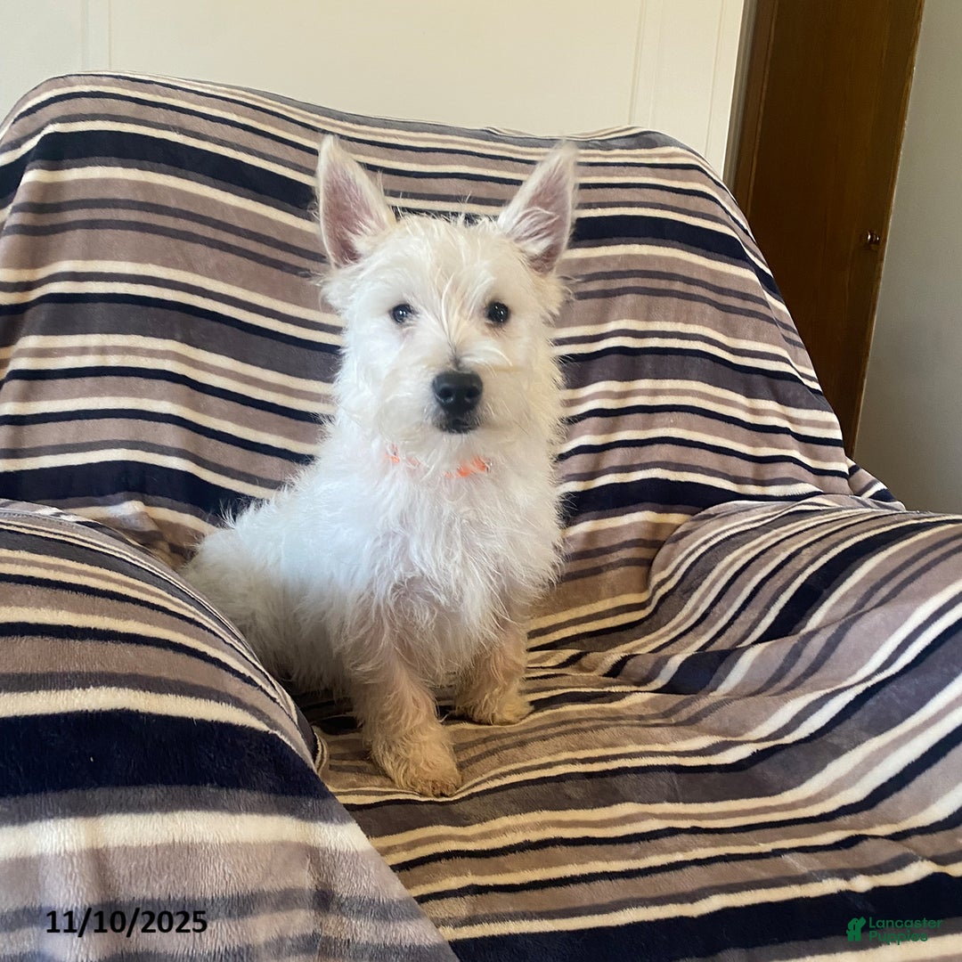 West Highland Terrier dogs for sale: Vincent - Ad 1