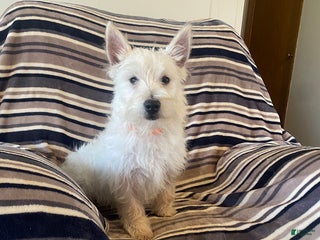 West Highland Terrier dogs Vincent - Ad 11