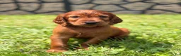 Irish Setter dogs for sale: Light pink collar  - Ad 2