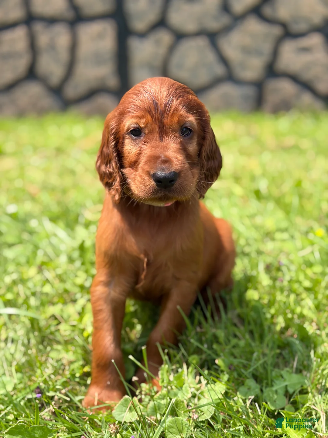 Irish Setter dogs for sale: Light pink collar  - Ad 2