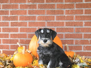 Miniature Schnauzer dogs - Ad 23