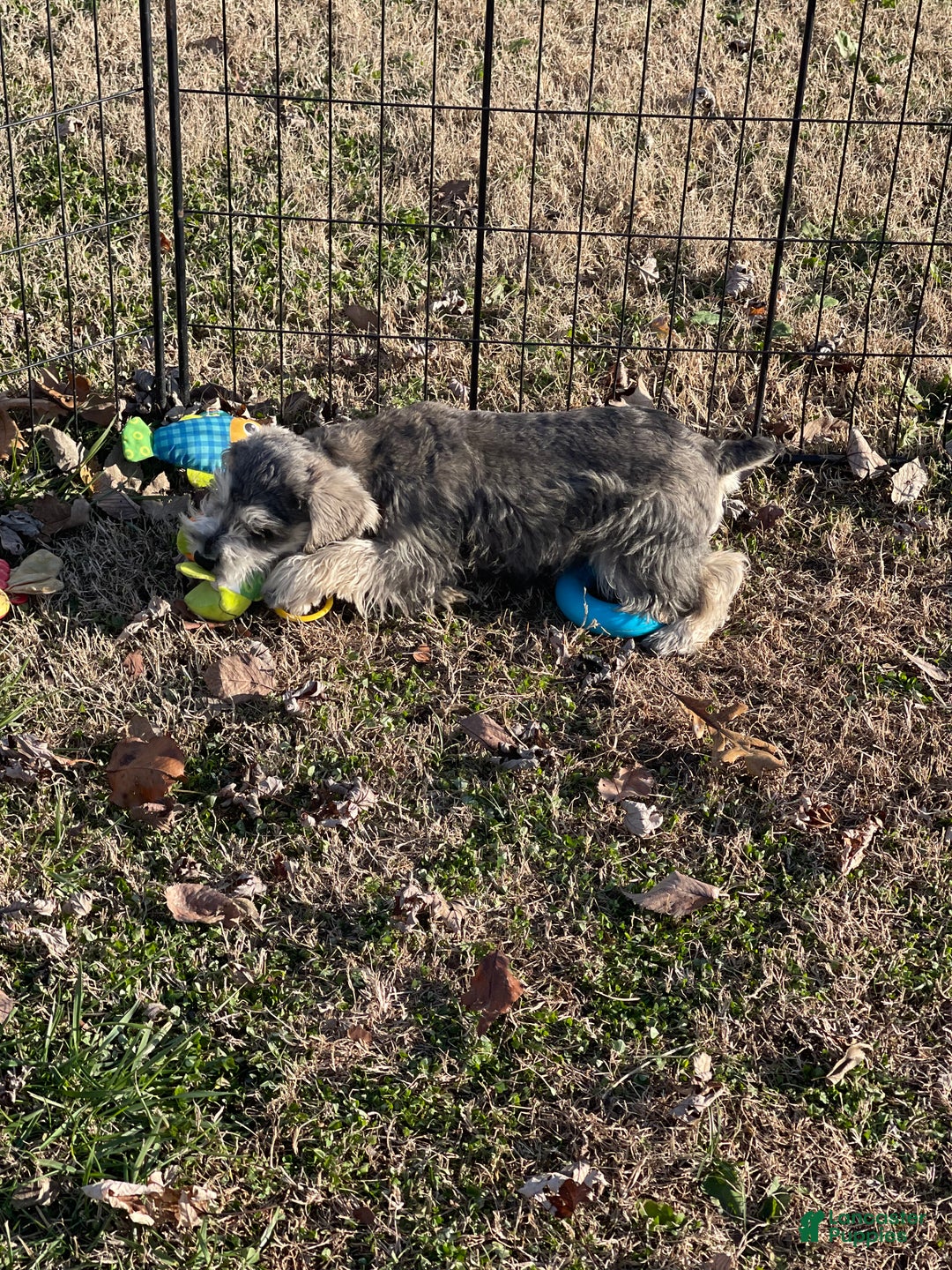 Miniature Schnauzer dogs for sale: Miniature Schnauzer Puppy 1 - Ad 6