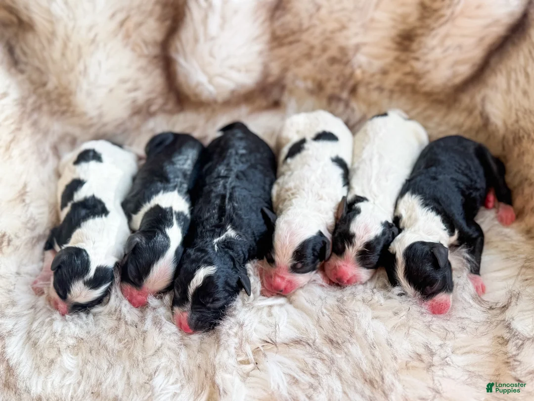 Mini Bernedoodle dogs for sale: Ranger - Ad 2