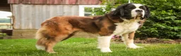 Saint Bernard dogs for sale: William Saint Bernard  - Ad 12