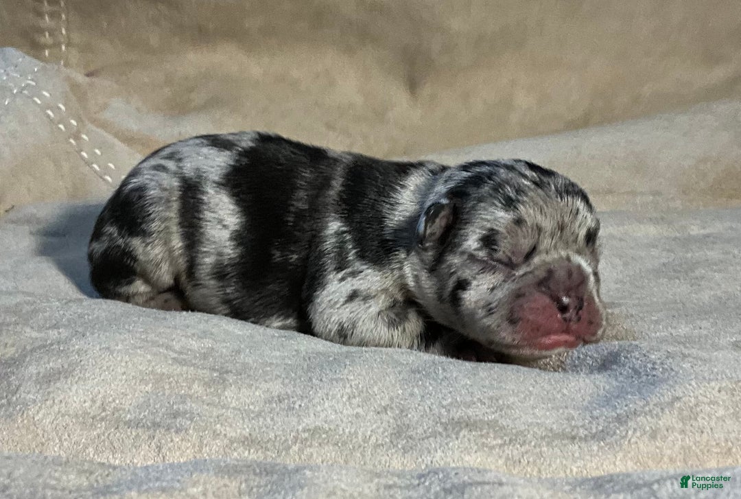 French Bulldog dogs for sale: Shell - Ad 29