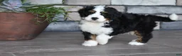 Mini Bernedoodle dogs for sale: Jester - Ad 16