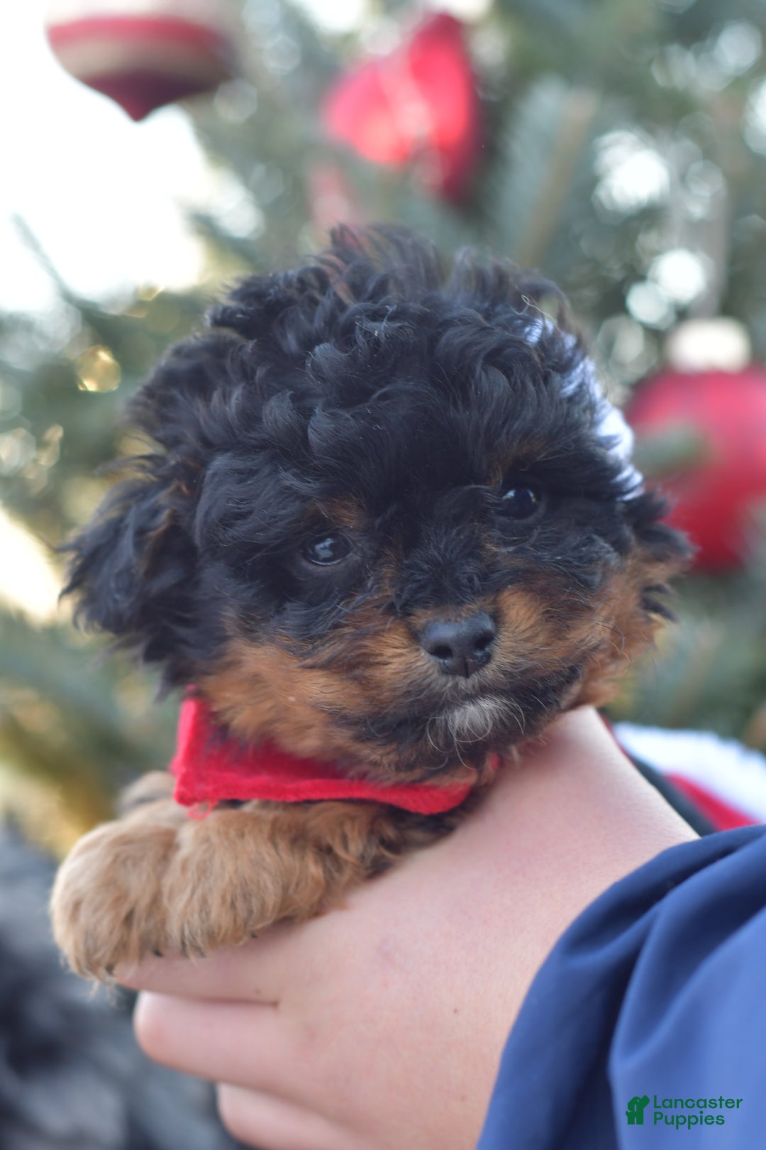 Mini Aussiedoodle dogs for sale: Grizzly - Ad 10