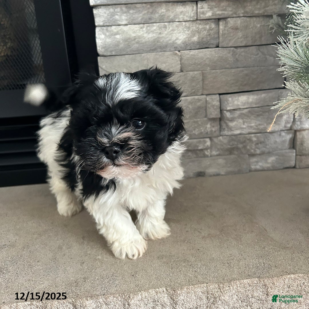 Havanese dogs for sale: Cozy - Ad 3