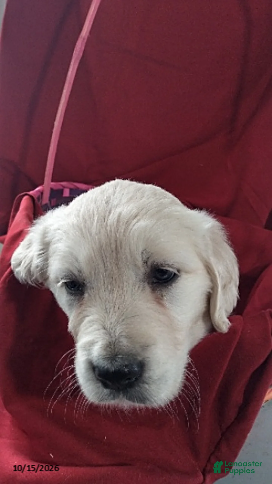Golden Retriever dogs for sale: Anna - Ad 2