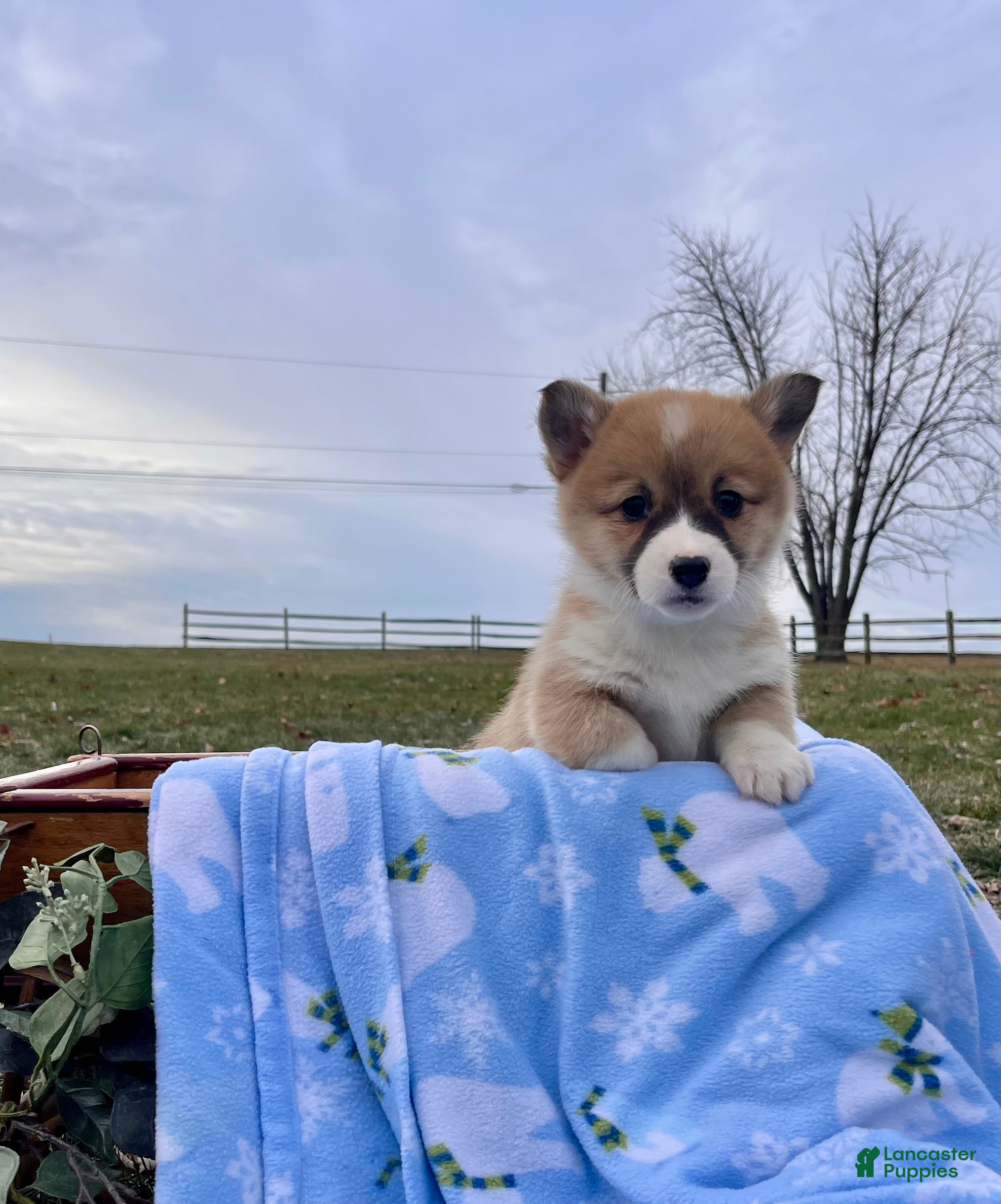 Welsh Corgi Pembroke dogs Cupcake❤️🐾AKC Genetic Tested Parents❤️Call 717-201-1556 - Ad 40