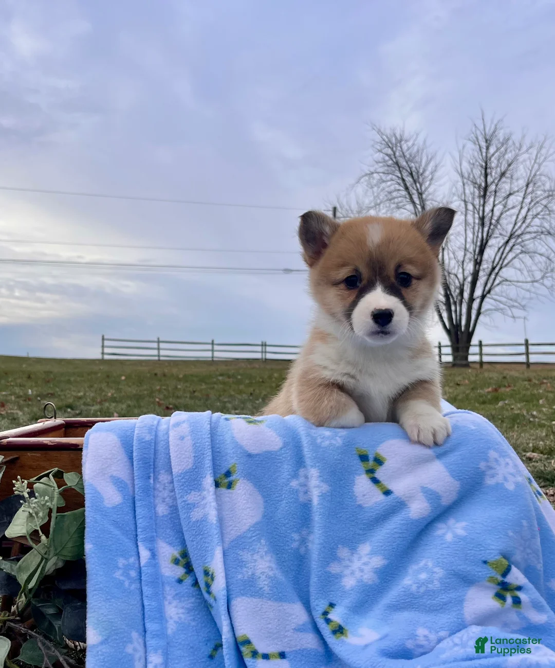 Welsh Corgi Pembroke dogs for sale: Cupcake❤️🐾AKC Genetic Tested Parents❤️Call 717-201-1556 - Ad 1