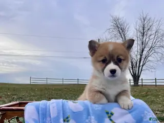 Welsh Corgi Pembroke dogs Cupcake❤️🐾AKC Genetic Tested Parents❤️Call 717-201-1556 - Ad 40