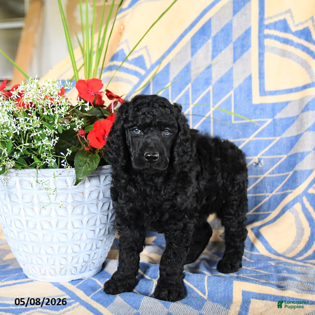 Standard Poodle dogs for sale: Visa - Ad 2