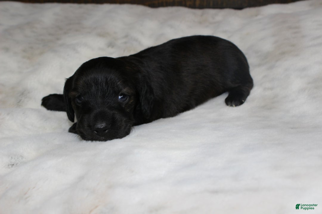 Dachshund dogs for sale: Abby - Ad 2