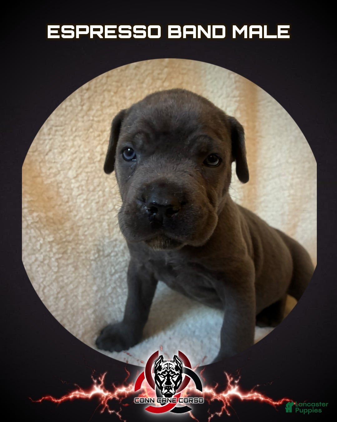 Cane Corso dogs Cane Corso Puppy 4 - Ad 37