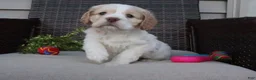Cocker Spaniel dogs for sale: Frankie - Ad 5