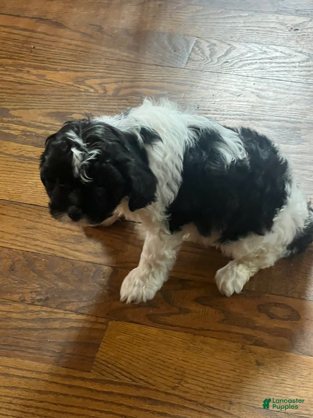 Cavapoo dogs for sale: Luke cavapoo - Ad 6