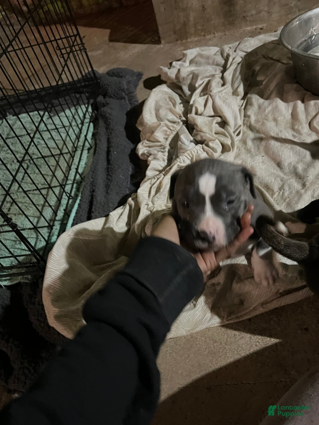 American Pit Bull Terrier dogs for sale: Luvvy  - Ad 5