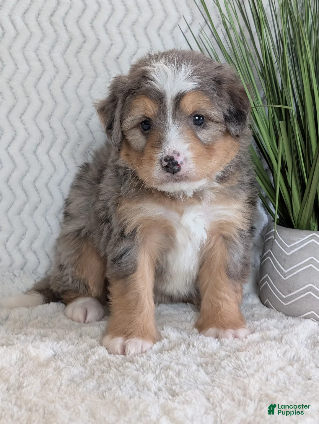 Mini Bernedoodle dogs for sale: Mini Dusty  - Ad 14