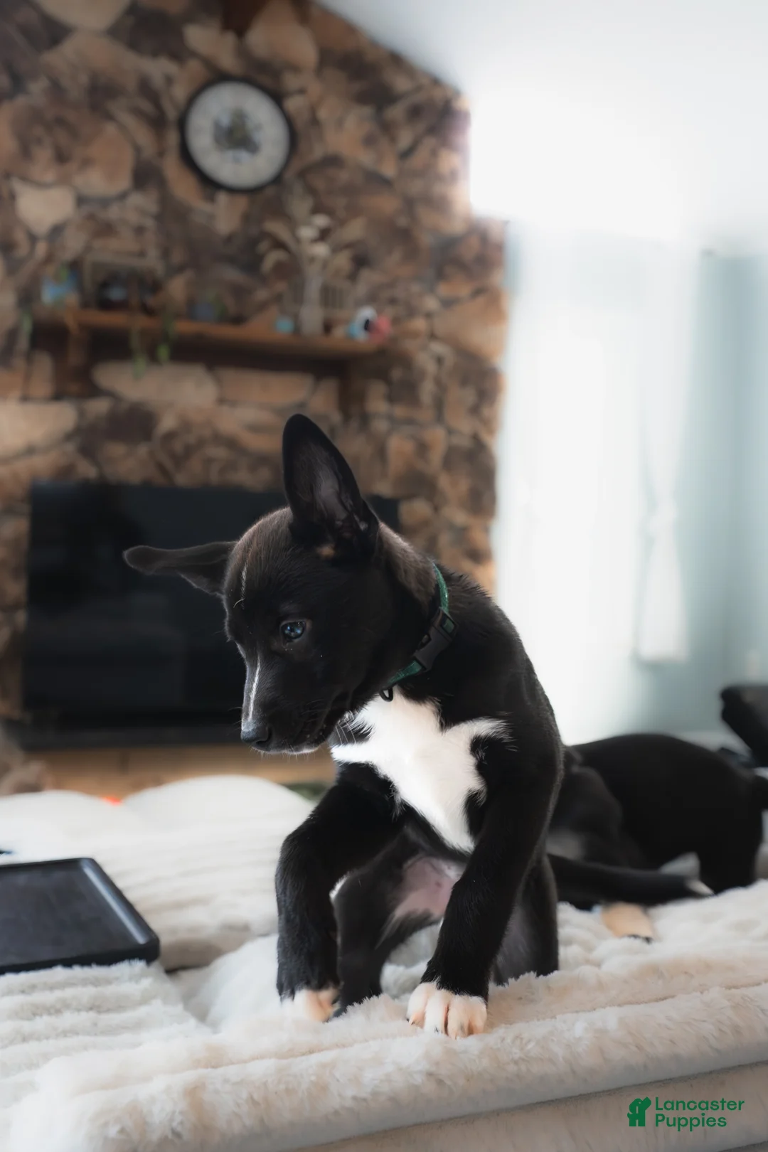 Mixed Breed dogs for sale: Squirmy - Ad 3