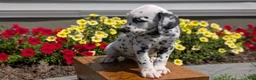 Dalmatian dogs for sale: Rusty - Ad 5