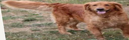 Miniature Golden Retriever dogs for sale: Aspen - Ad 4