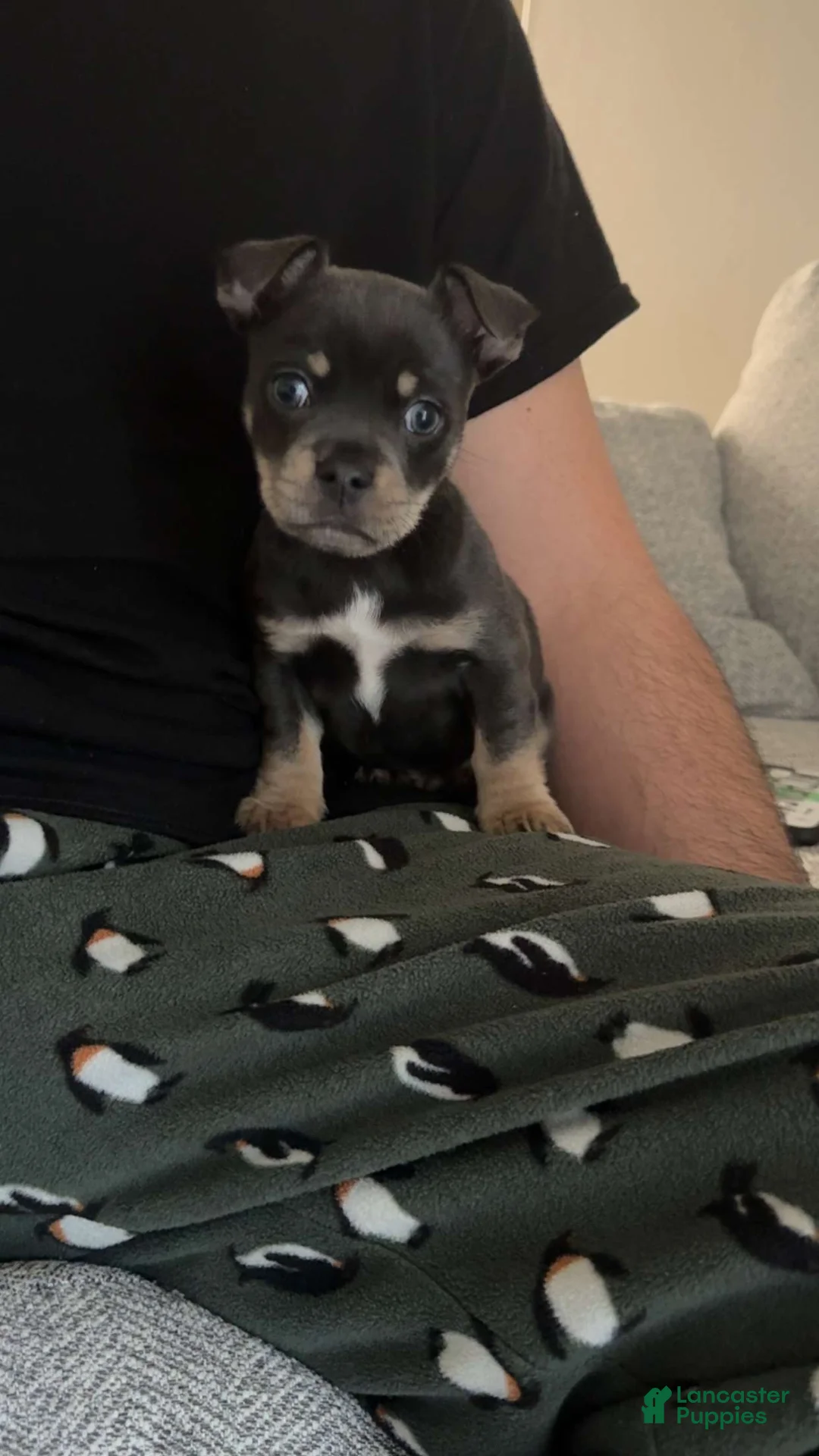 Mixed Breed dogs for sale: Mixed Breed Puppy 1 - Ad 1