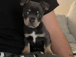 Mixed Breed dogs Mixed Breed Puppy 1 - Ad 4