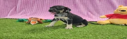 Catahoula Leopard Dog dogs for sale: Tess 2025 Female 4 - Ad 16