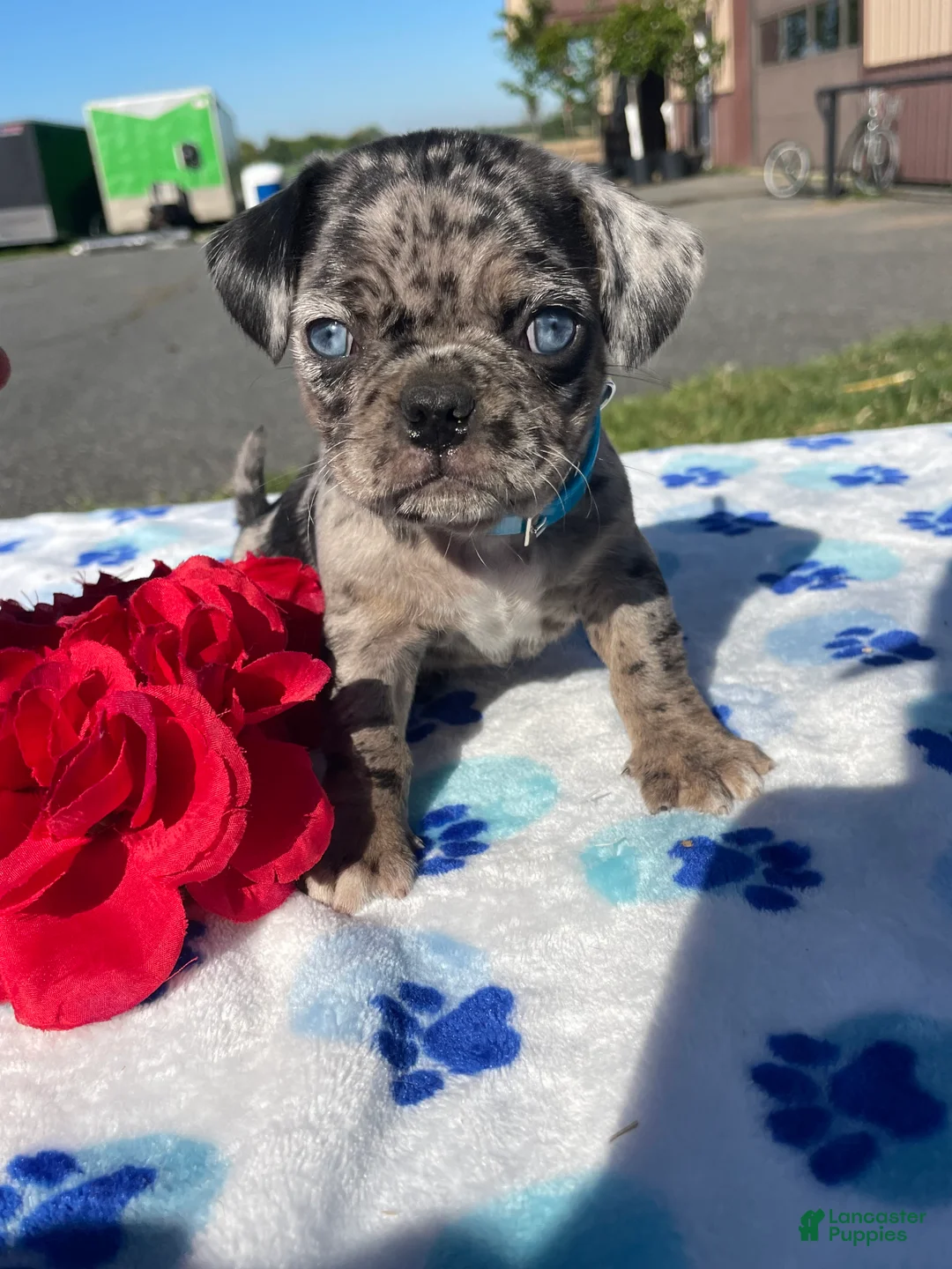 Pug dogs for sale: Lola - Ad 1