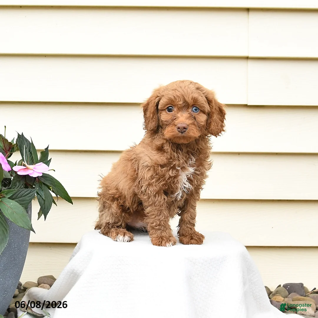 Aussiedoodle dogs for sale: Reva - Ad 2