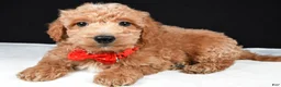 Mini Goldendoodle dogs for sale: Sparky F1B - Ad 5
