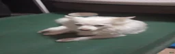 Pomchi dogs for sale: Pomchi 2 - Ad 5