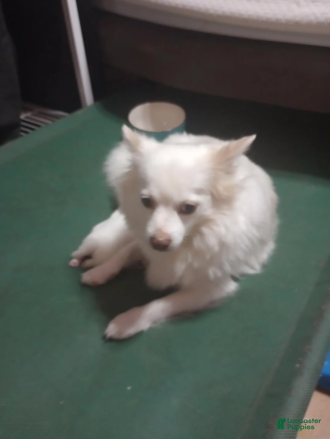 Pomchi dogs for sale: Pomchi 2 - Ad 5